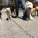 Illustration for article titled Top 7 Reasons To Consider Basic Dog Obedience Training In Marltonem/em